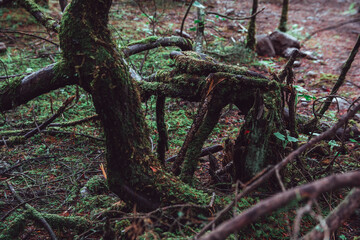 Forest of coniferous trees, with mist, details of branches and moss, drops of water on the leaves and rain
