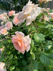pink rose bush