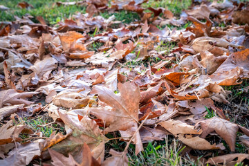 autumn landscape in Lower Duden Waterfall park in Antalya, Turkey. Dry leaves on the lawn