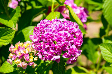 宇佐市横山のアジサイ