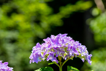 宇佐市横山のアジサイ