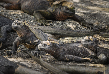 Galapagos Marine iguanas