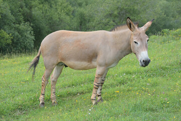 Naklejka na ściany i meble Equus africanus somalicus posing in profile. 