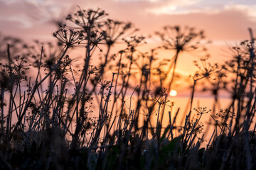 Fototapeta na wymiar Morning sunrise at the Bay and Coast at Cape Greco National Park near Ayia Napa, Cyprus. The sun through the silhouettes of flowers and grass