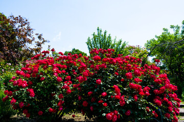 久住高原のバラ