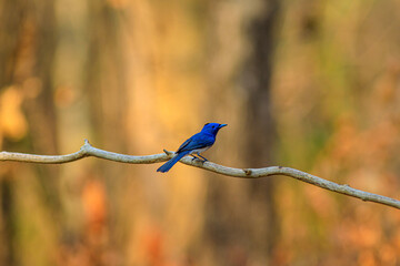 blue bird on a branch