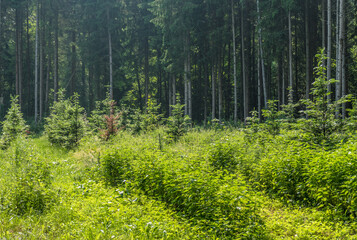 Wiederaufforstung im Nadelwald