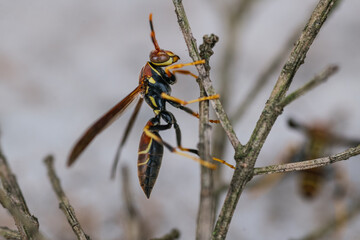 Macro photos of Wasp on a twig, has orange and yellow colors