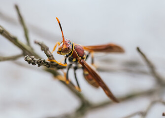 Macro photos of Wasp on a twig, has orange and yellow colors