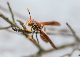 Macro photos of Wasp on a twig, has orange and yellow colors