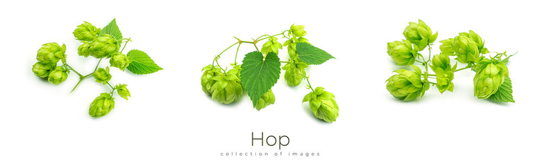 Fresh green hop branch, isolated on a white background. Hop cones for making beer and bread. Close...