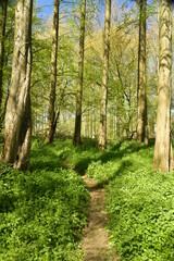 Fototapeta na wymiar Chemin étroit en pleine forêt entre les orties à l'arboretum de Groenendael au sud-est de Bruxelles