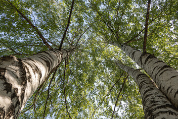 Fototapeta premium Group of white birches with green fresh leaves and buds are on a blurred background in a park in spring