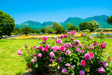 久住高原のバラ