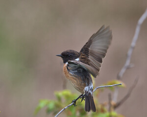 Male Stonechat,Saxicola rubicola perched on a branch about to take flight.