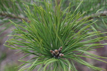 Macro of a beautiful long green pine needle. The original texture of natural greenery.