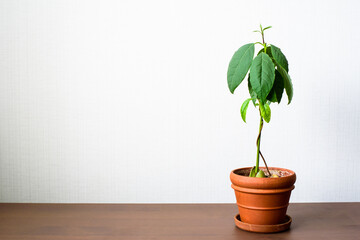 on the table is a clay pot with two young avocados, the trunks of which are intertwined. growing and caring for avocados at home is a houseplant. there is a place to insert text on the side.