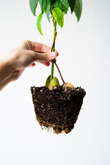 a hand holds young avocado sprouts with a clod of earth by the trunks. transplanting indoor plants....