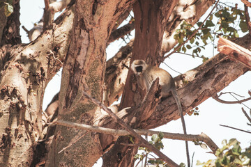Ilpartimaro in der Trockenzeit