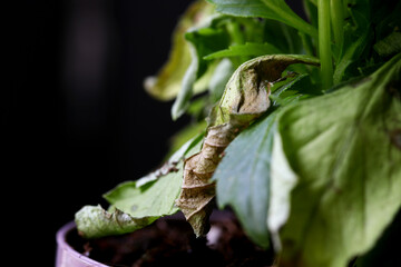 close up of a green leaf