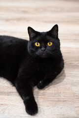 the black cat lies elegantly with its paw extended and looks at the camera with its yellow eyes