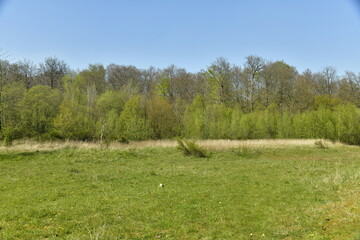 Obraz premium L'immense prairie à la végétation sauvage entre la forêt de Soignes et l'arboretum de Groenendael au sud-est de Bruxelles