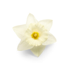 Beautiful narcissus on white background