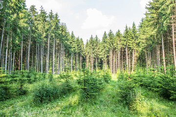 Wiederaufforstung im Nadelwald