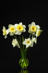 Vase with beautiful daffodils on dark background