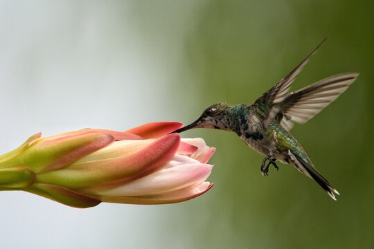 Picaflor en flor de cactus