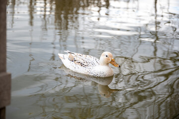 Leucistic female mallard duck with partial loss of pigmentation