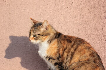 Tricolor cat mustache wool look luck pacification in the sun happiness