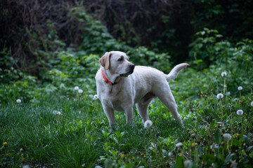 Labrador Retriever stands in a green clearing and looks back