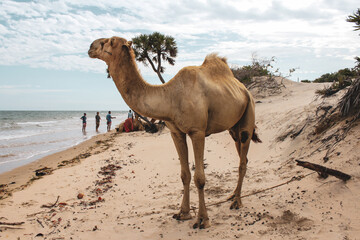 Urlaub in Lamu
