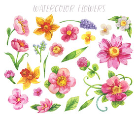 Set of a watercolor collection of flower illustrations and elements on a white background. Hand drawing botanical illustration in cartoon style.
