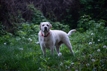 Labrador Retriever stands in a green clearing and looks at the camera
