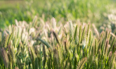spring field of spikelets under the sun
