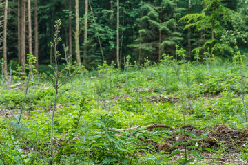 Wiederaufforstung im Nadelwald