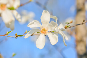 Obraz premium Blooming magnolia tree on sky background, closeup