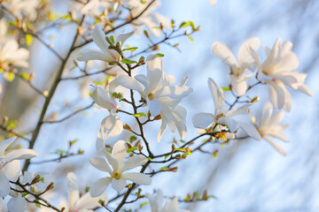 Blooming magnolia tree on sky background, closeup
