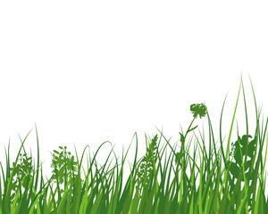 Fototapeta premium Green Grass Meadow