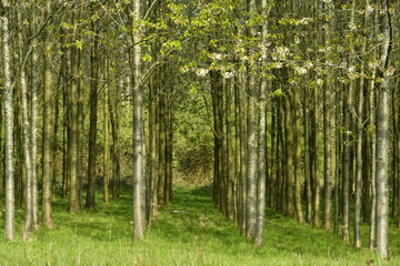 Forêt de jeunes bouleaux plantés en rangées à l'arboretum de Groenendael au sud est de Bruxelles