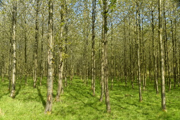 Fototapeta premium Forêt de jeunes bouleaux plantés en rangées à l'arboretum de Groenendael au sud est de Bruxelles