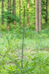 Wiederaufforstung im Mischwald im Frühjahr