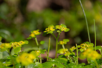 Close up of Alternate leafed golden saxifrage, also called Chrysosplenium alternifolium or Milzkraut