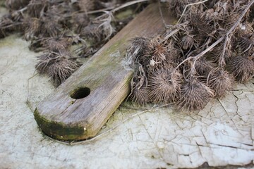 plant dry thorns with wooden handle cracks white paint texture background beauty in detail
