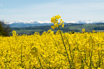 Obraz premium Goldgelbe Rapsblüten