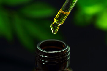 CBD Hemp oil, Hand holding droplet of Cannabis oil against black background. Alternative Medicine. droplet dosing a biological and ecological hemp plant herbal pharmaceutical cbd oil.