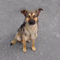 Naklejka na ściany i meble Mongrel dog on the pavement close-up blurred background