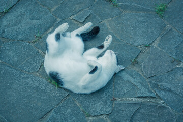 white cat sleep in the park floor